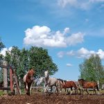 Кимры: конюшня в Ильинском